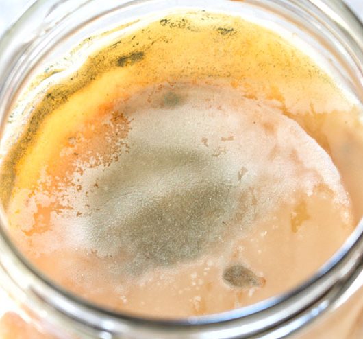 Hilfe mein Kombucha schimmelt! Oder doch nicht…? - schimmelnder Kombucha 4