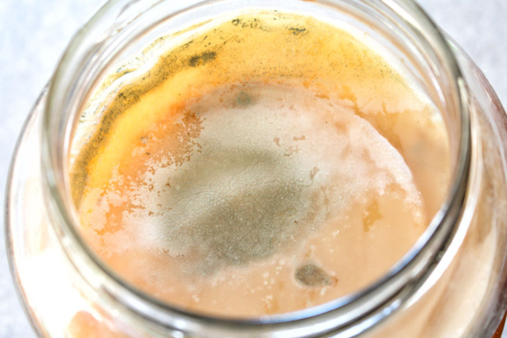 Help, my kombucha is moldy? Or maybe he isn’t..? – moldy kombucha 4