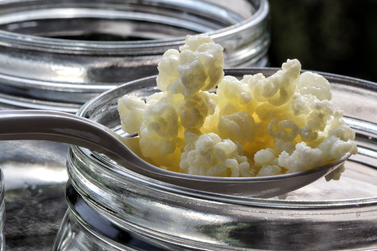 Selfmade milk kefir – an easy instruction - milk kefir grains