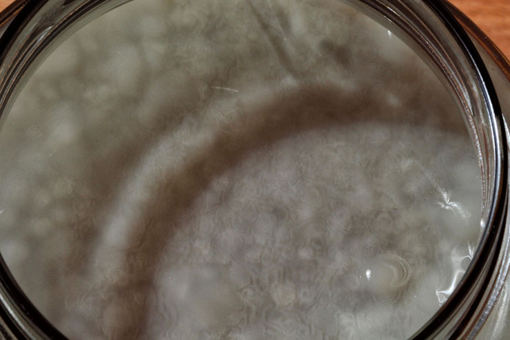 Schimmelfrei, Kombucha, kein Schimmel, genießbar