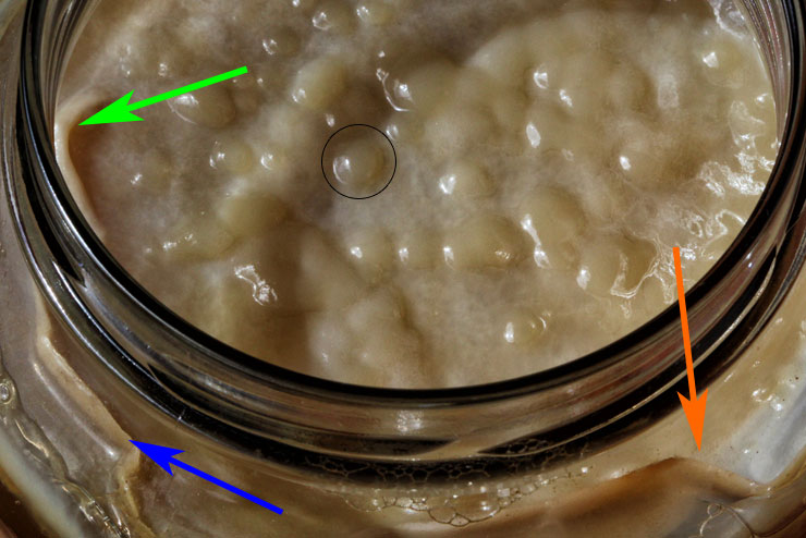 Kombucha, Schimmelfrei, Wölbungen, Bläschen