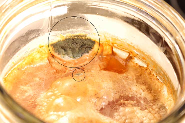 Schimmelbefall, Kombucha, Schimmel erkennen