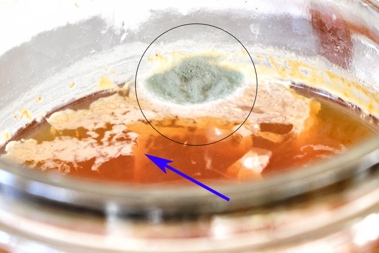 grüner Schimmel, blauer Schimmel, Kombucha, Schimmelbefall
