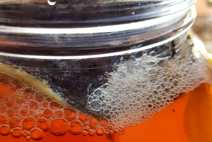 Schimmel, Kombucha, Schimmelbildung, erkennen, schwarzer