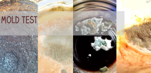Mold, kombucha, mold growth, detect, buy mold test online