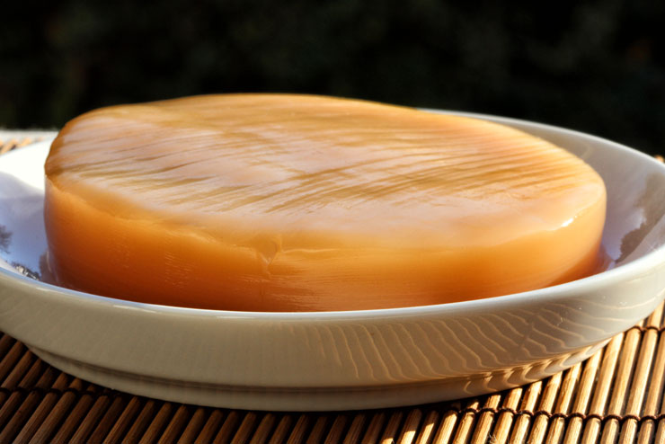 Bio Kombucha, vitale Kultur, online kaufen, schimmelfrei