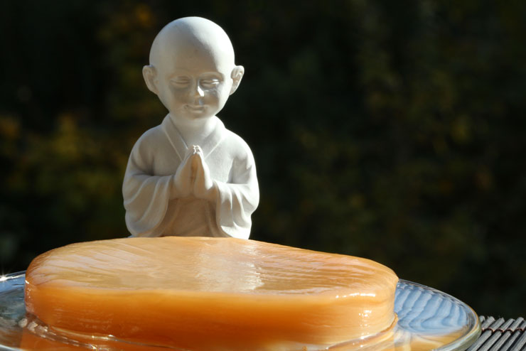 Jetzt echten Bio Kombucha Teepilz kaufen